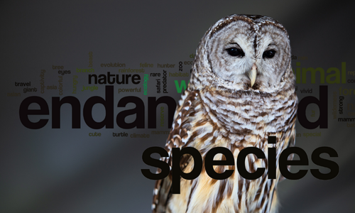 Copywriting Services Image